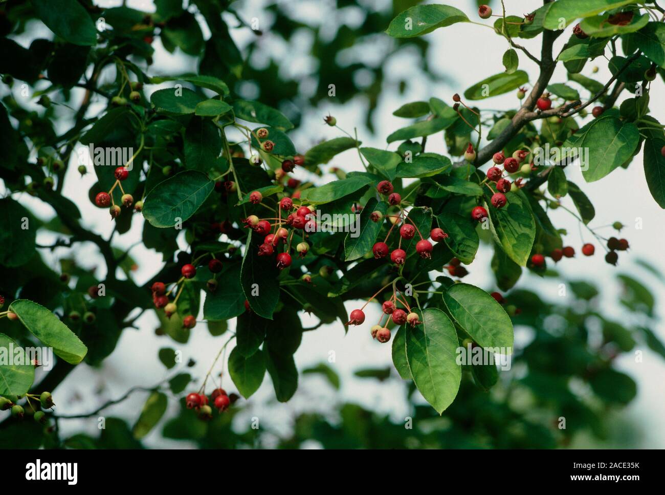 Shadbush. (Amelanchier canadensis) Close up of foliage and fruit Stock ...