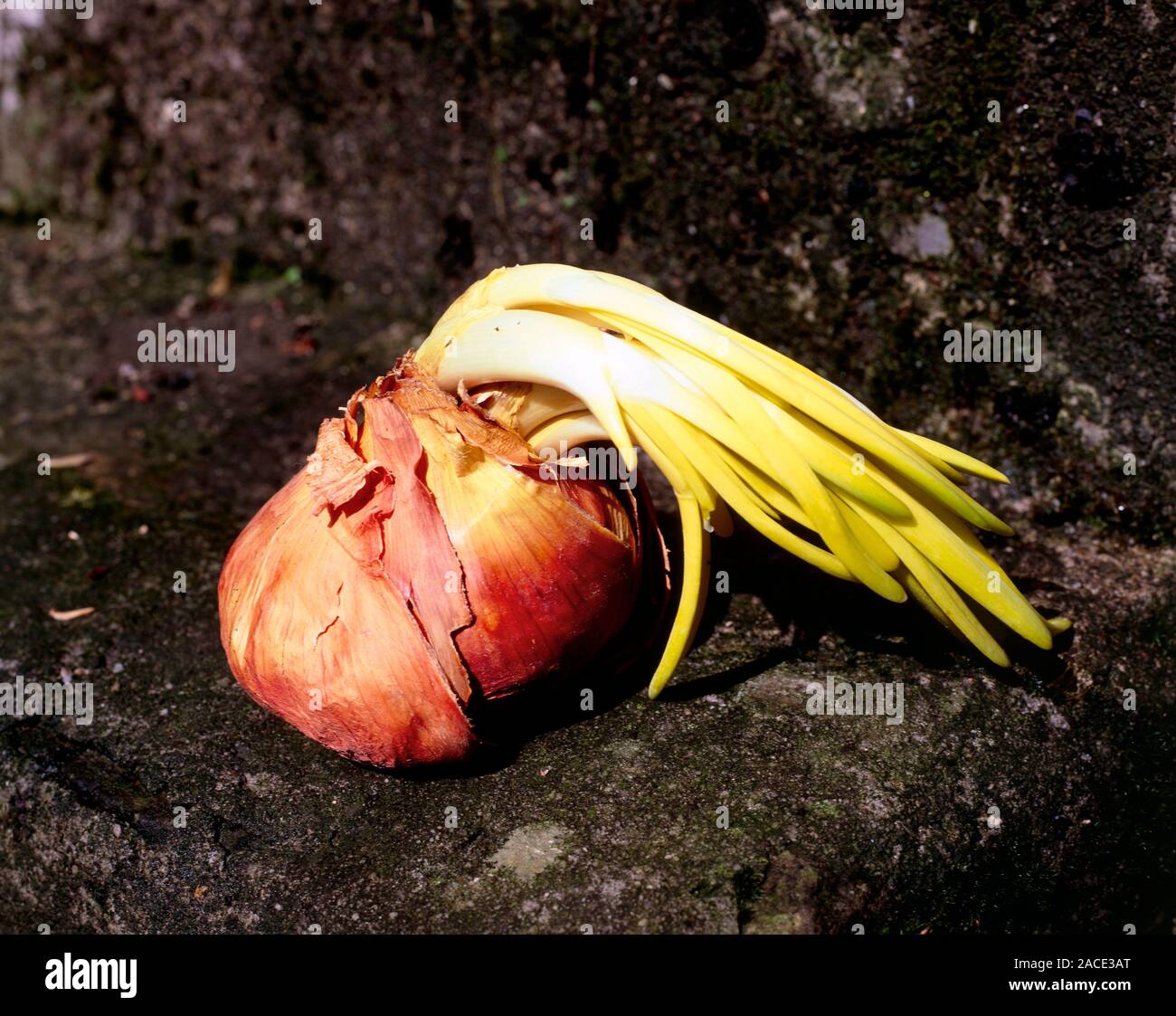 Onion. (Allium cepa) A single, sprouting bulb Stock Photo Alamy