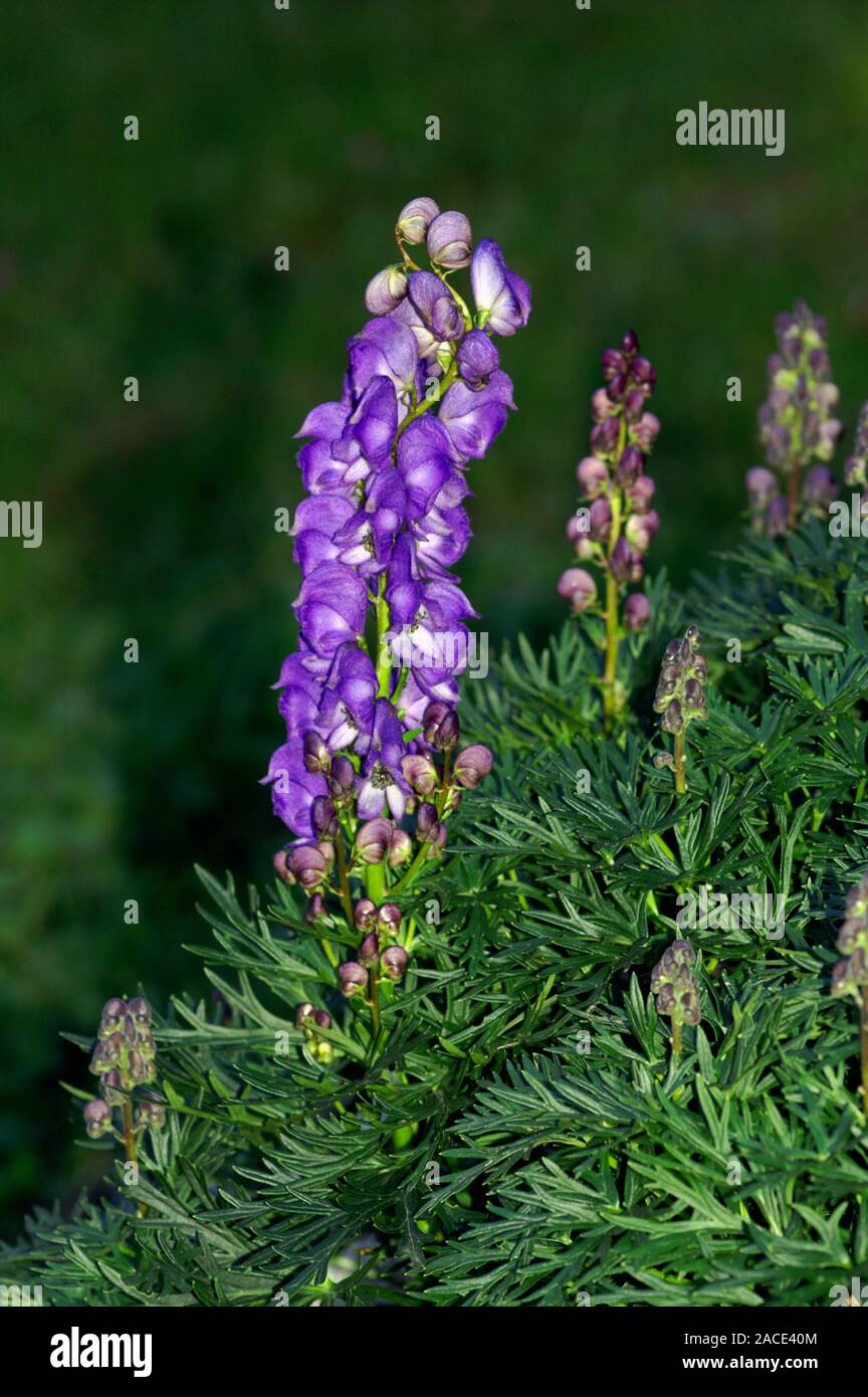 Common monkshood (Aconitum napellus vulgare.). This plant is poisonous ...