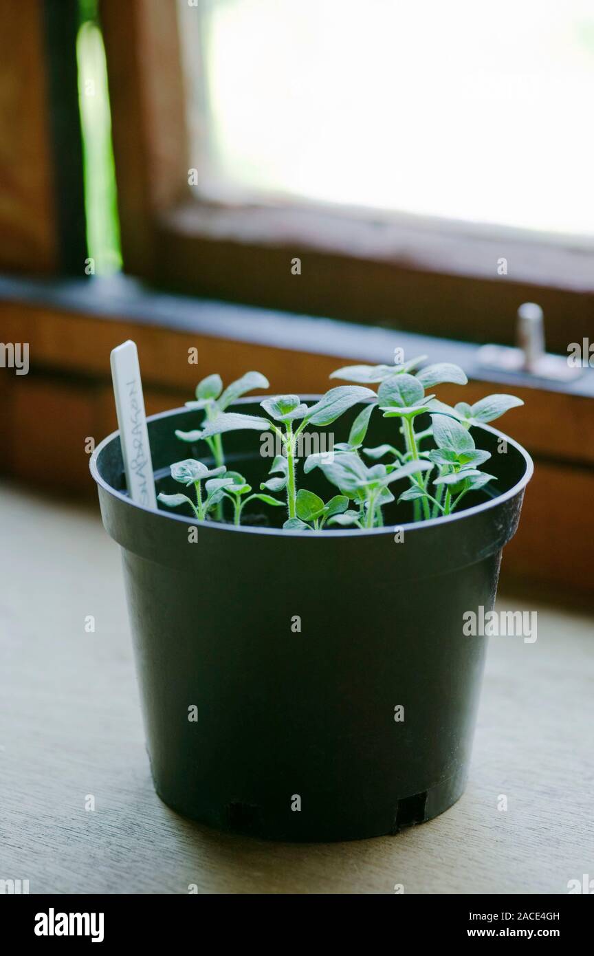 Snapdragon seedlings (Antirrhinum sp.) in a pot with a name label