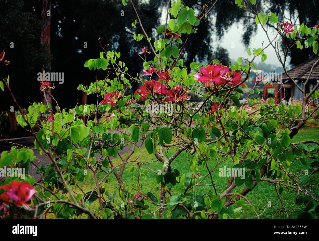 Bauhinia variegata. Orchid tree. Synonym: Bauhinia chinensis Stock Photo -  Alamy