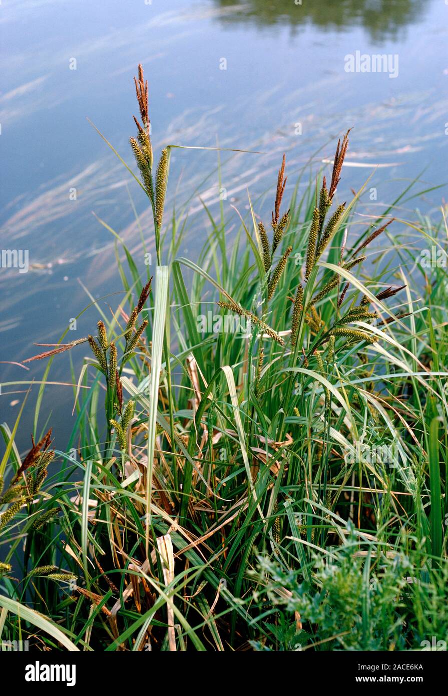 Craex Riparia Carex riparia. Great PondSedge on edge of pond G.A. Matthews Stock ...