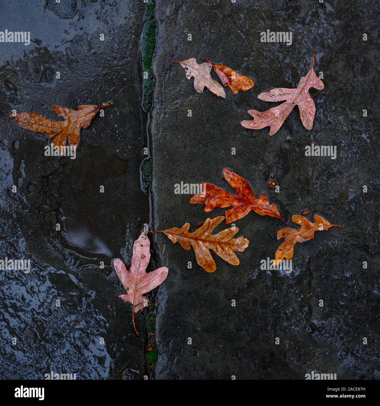 Autumn leaves on wet pavement Stock Photo
