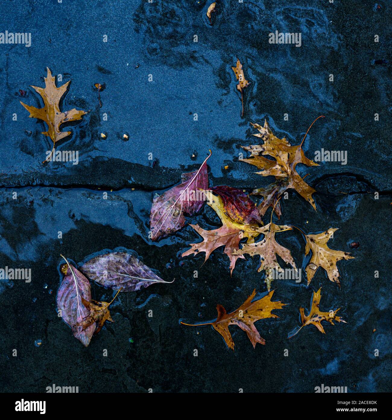 Autumn leaves on wet pavement Stock Photo