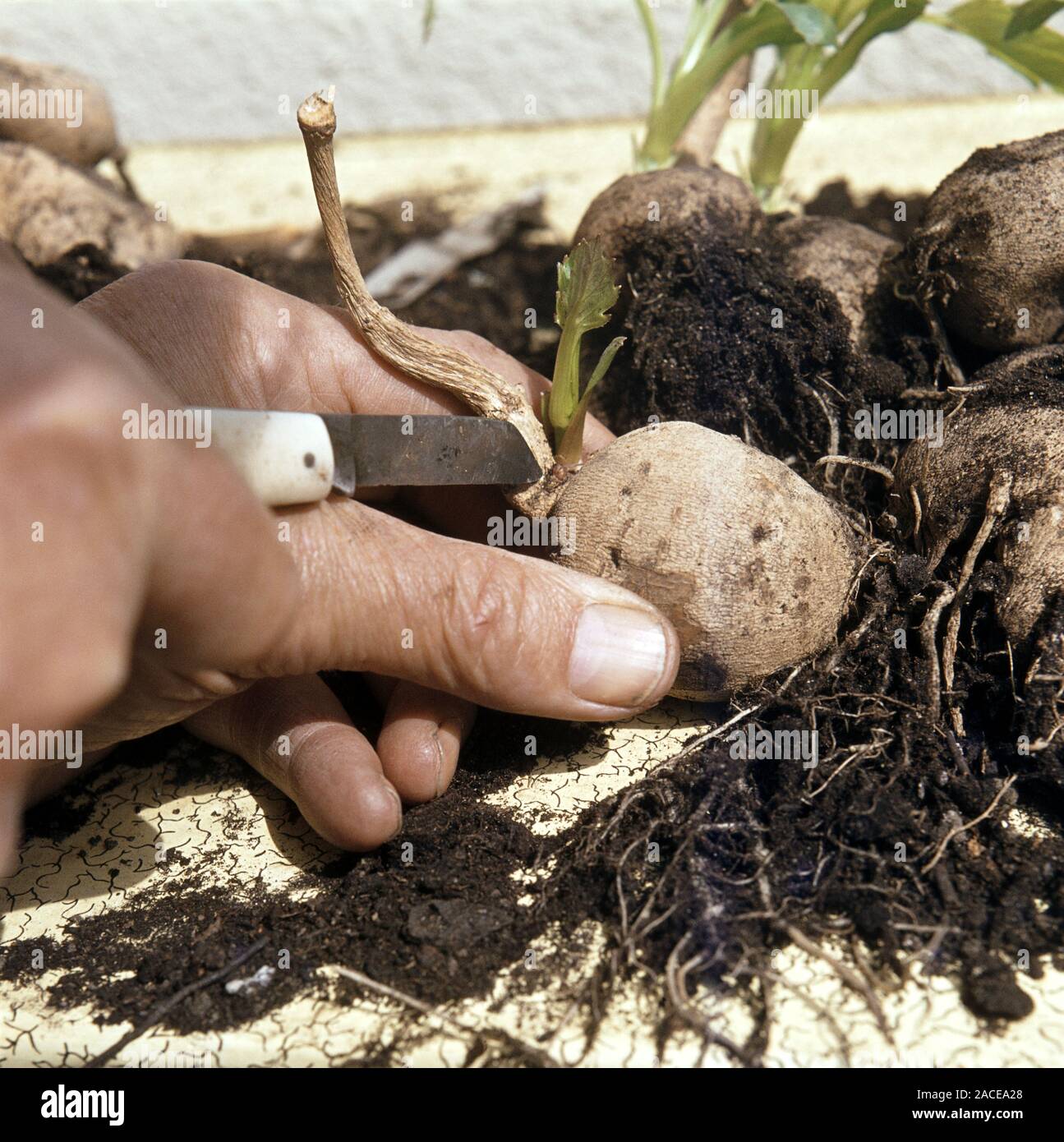 Dahlia bulbs. A single tuber is sufficient if it has a growing shoot