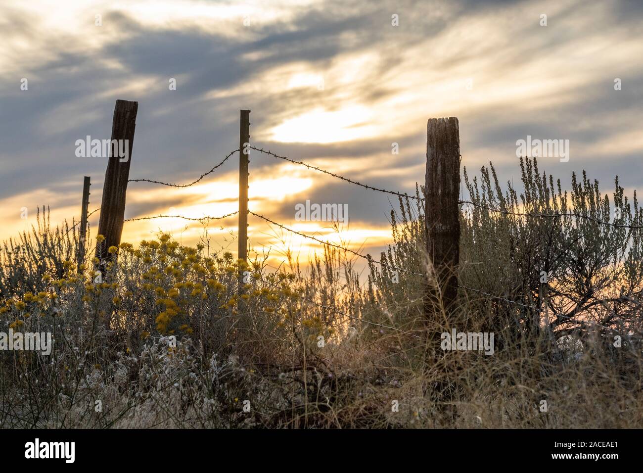 Sagebrush and barbed wire fence at Boise Foothills in Boise, Idaho, USA Stock Photo