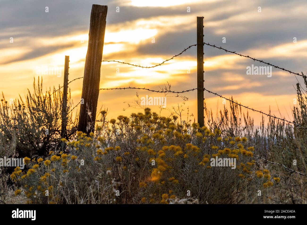 Sagebrush and barbed wire fence at Boise Foothills in Boise, Idaho, USA Stock Photo
