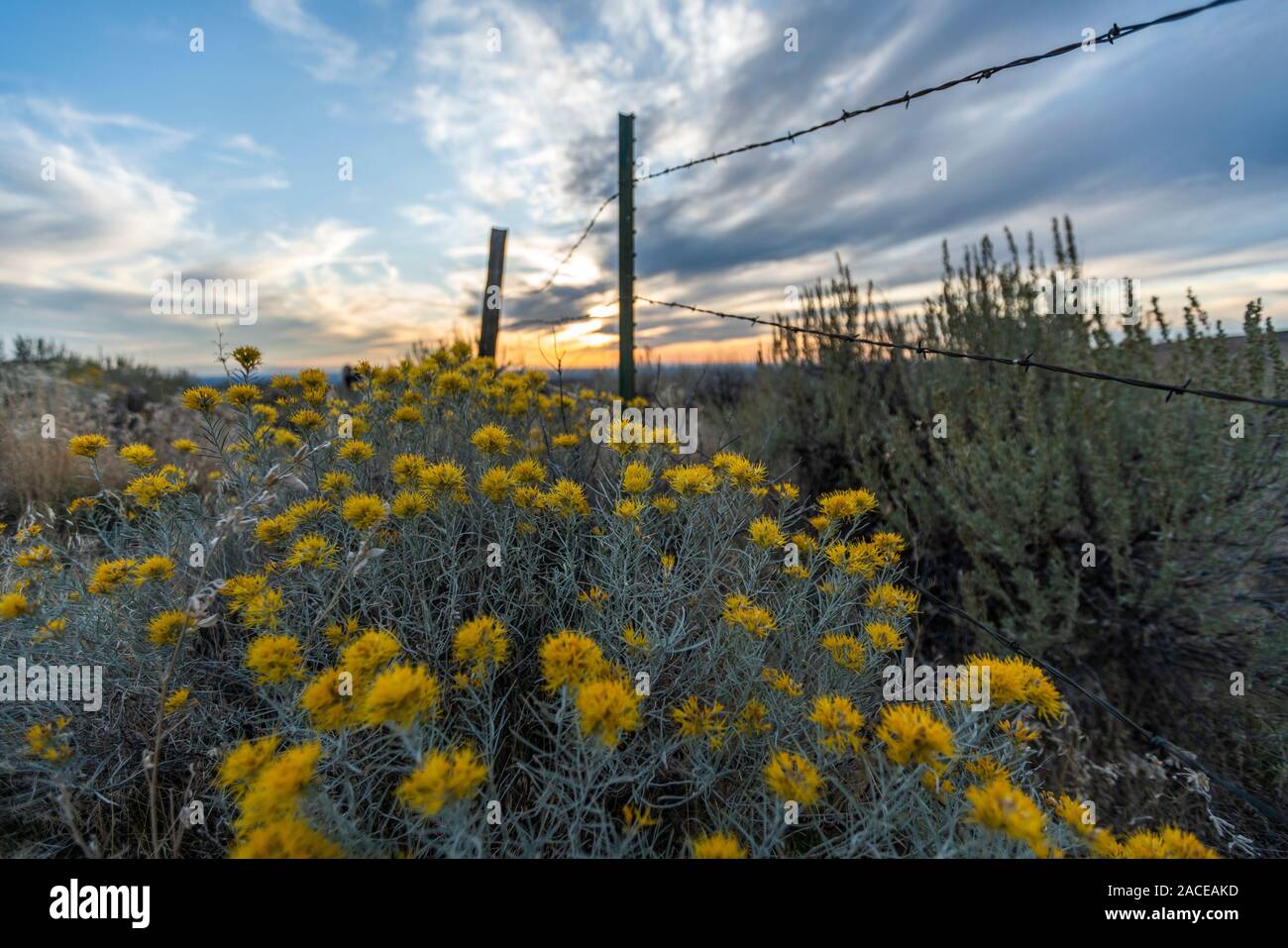 Sagebrush by barbed wire fence in Boise, Idaho, USA Stock Photo