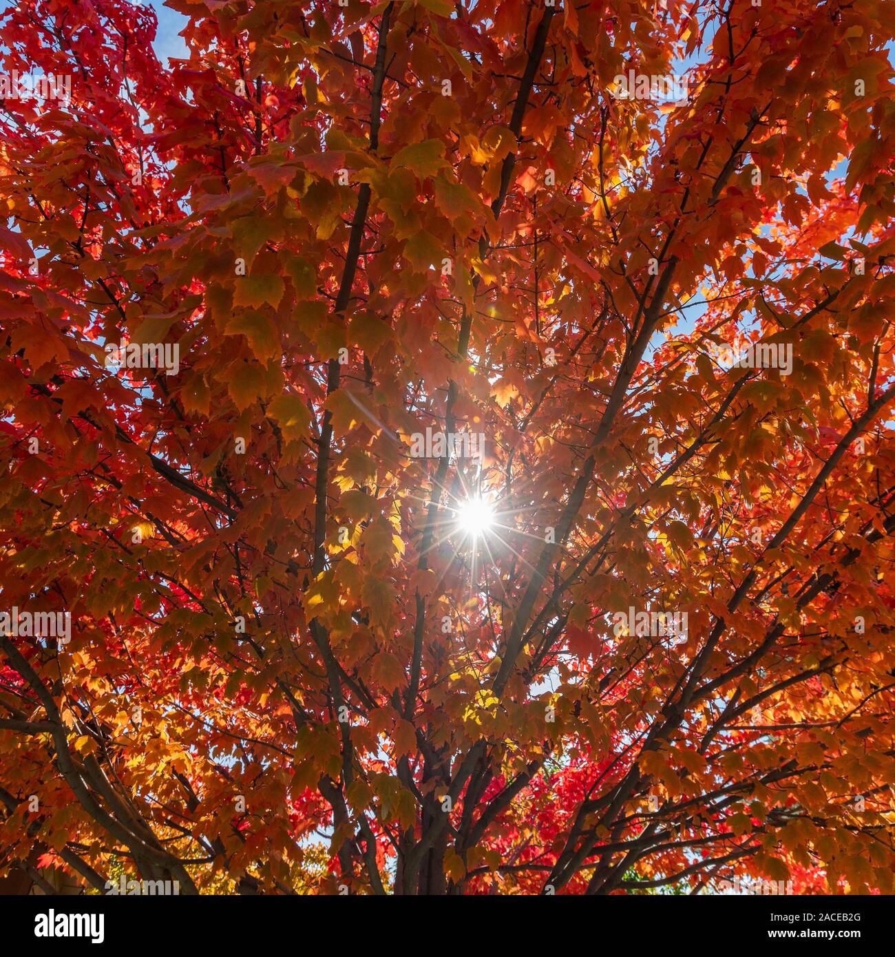 Sunbeam through autumn branches Stock Photo