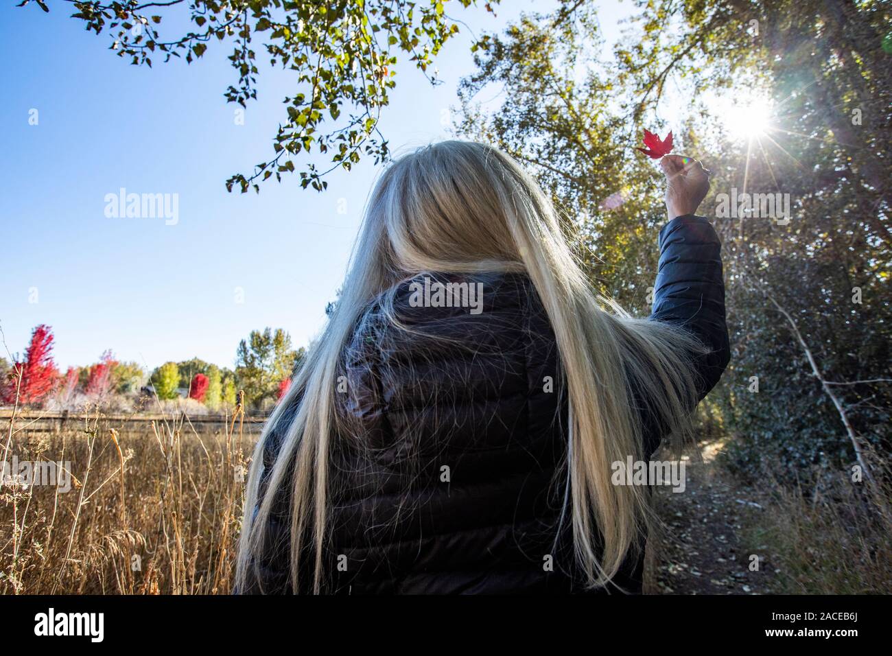 Woman holding autumn leaf up to sun in Bellevue, Idaho, USA Stock Photo