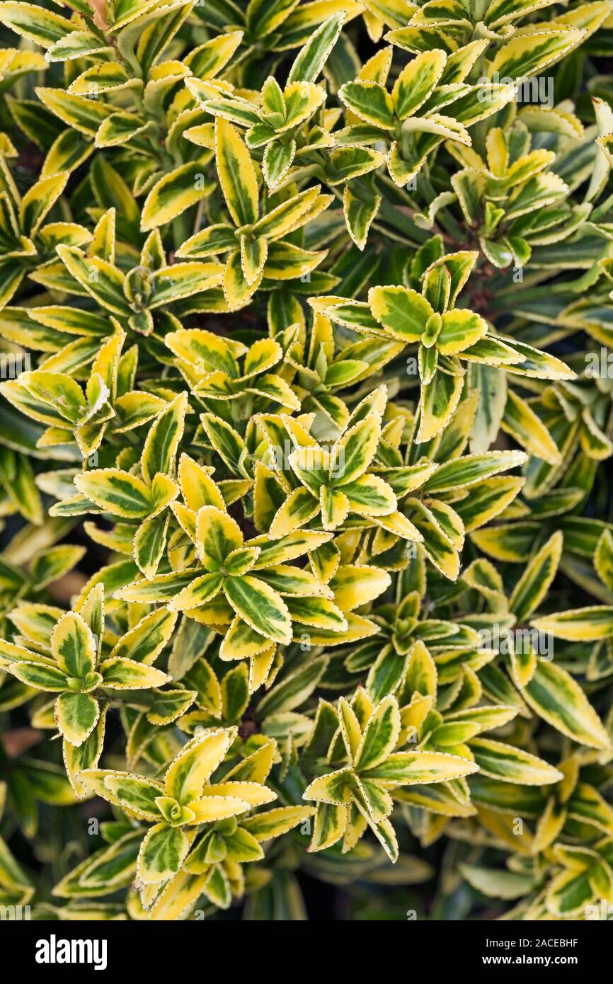 botanical, close-up, closeup, dwarf, euonymus japonicus microphyllus aureov...