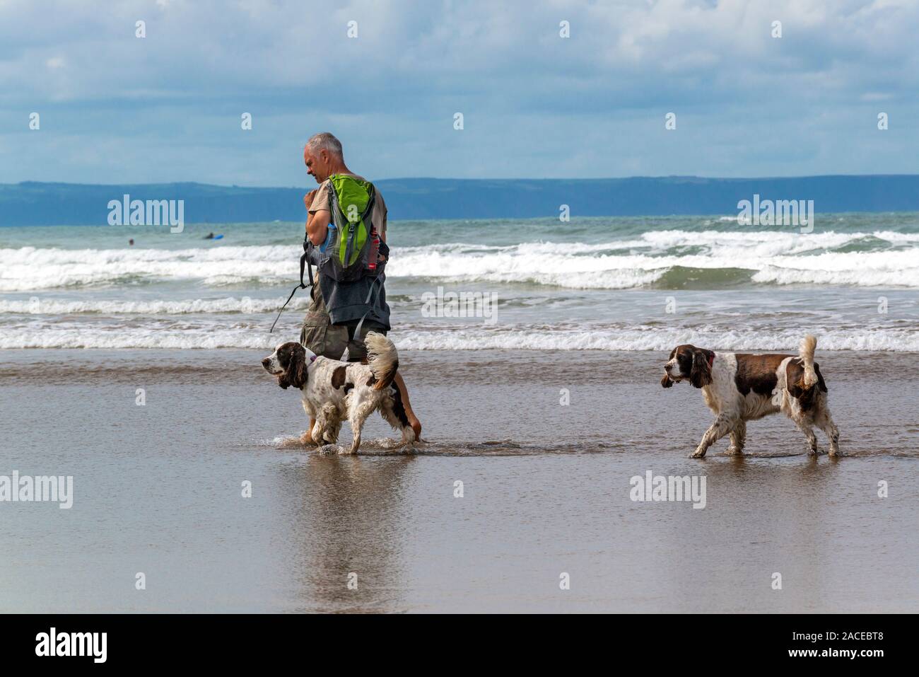Man walking two dogs on the waters edge at Saunton Sands, North Devon