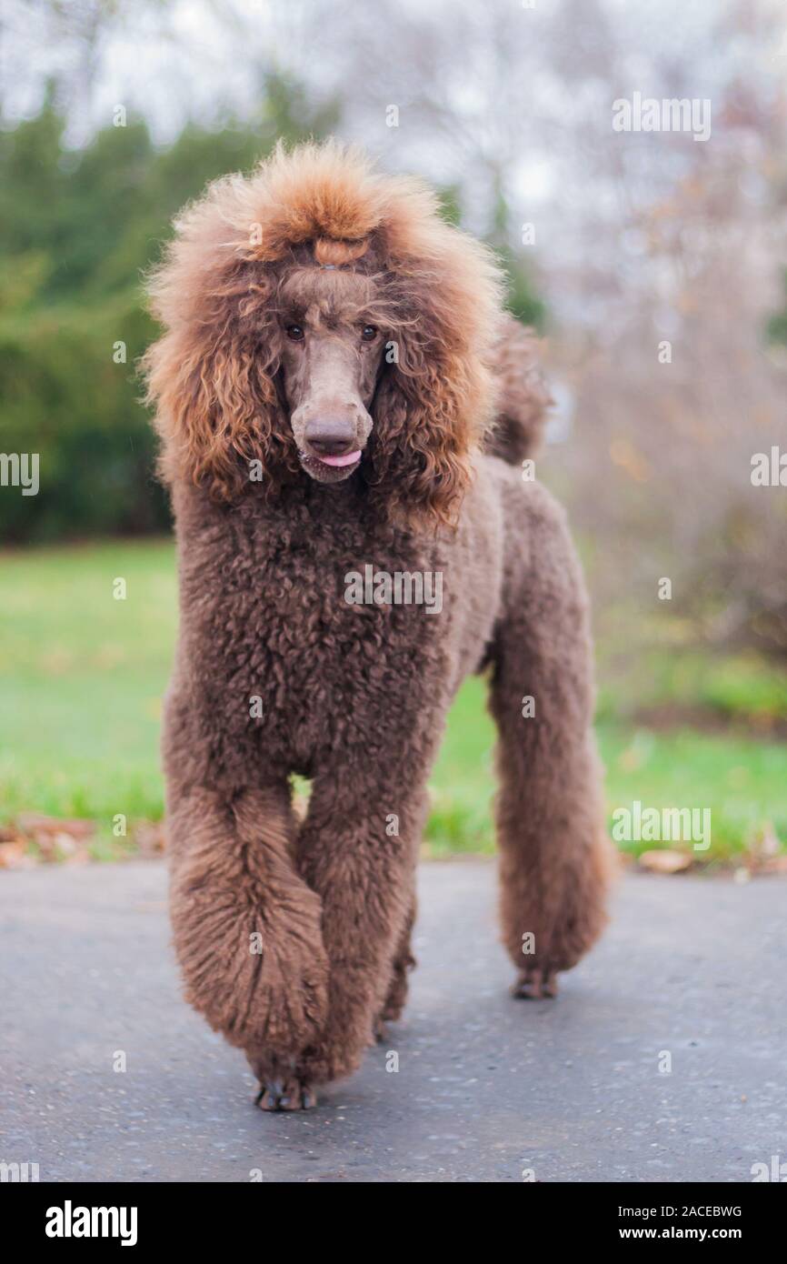 Big brown funny adorable royal poodle with tongue out, running