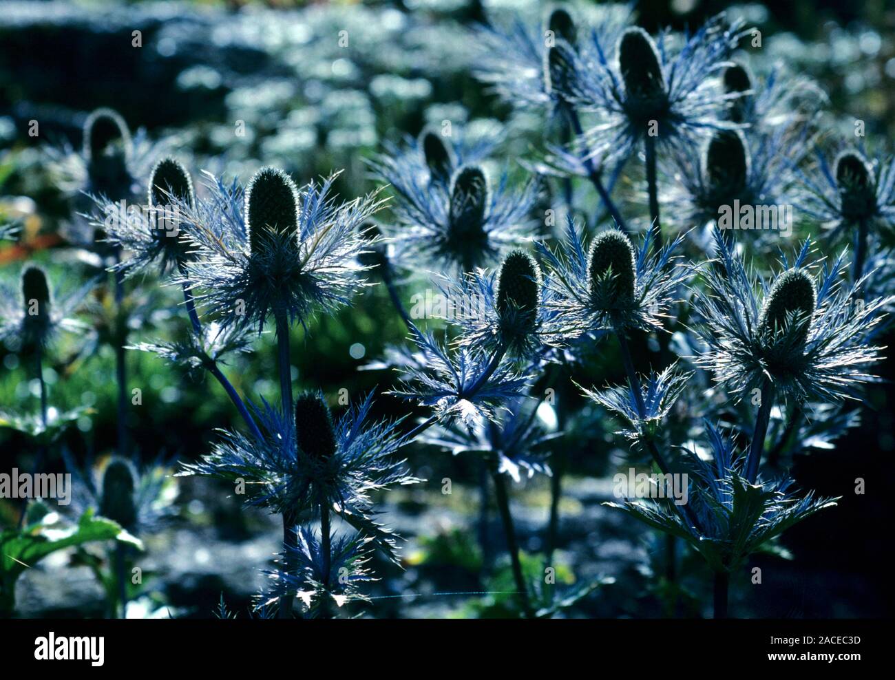 Miss Willmott's ghost seed heads (Eryngium alpinum x giganteum