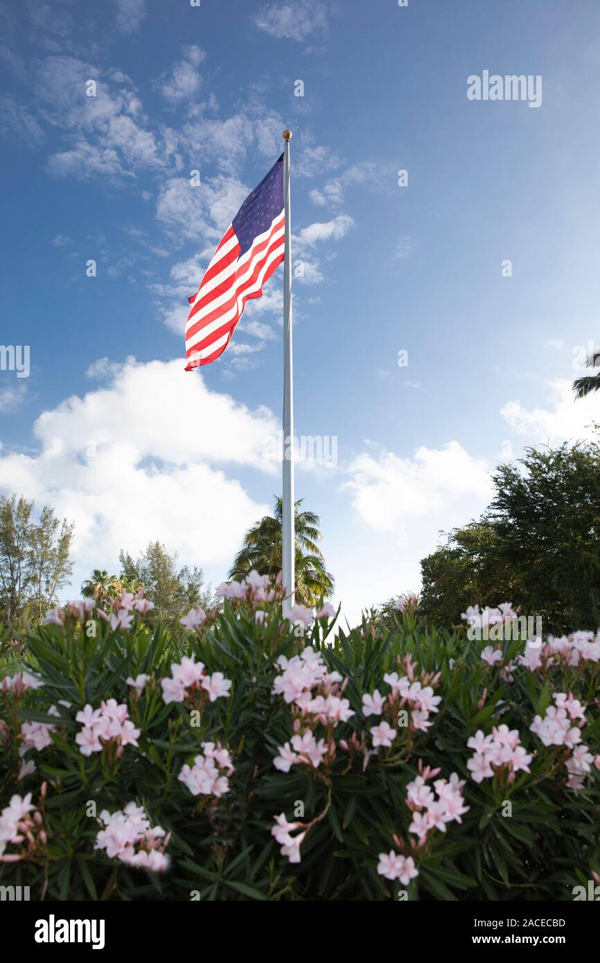 American flag in bush with flowers Stock Photo