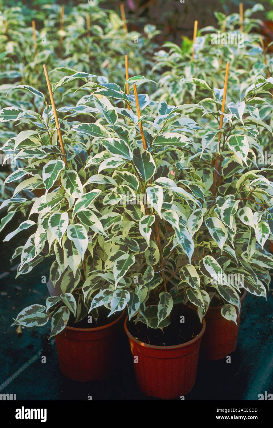 Ficus benjamina STARLIGHT. Benjamin Fig Tree STARLIGHT foliage in pots  Stock Photo - Alamy