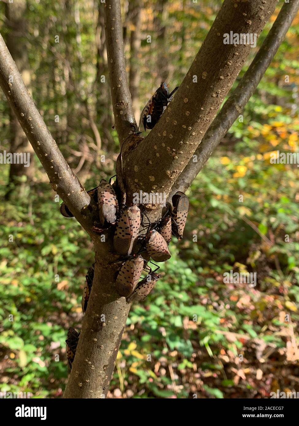 GROUP OF SPOTTED LANTERNFLY ADULTS (LYCORMA DELICATULA) ON TREE, LANCASTER, PENNSYLVANIA Stock Photo