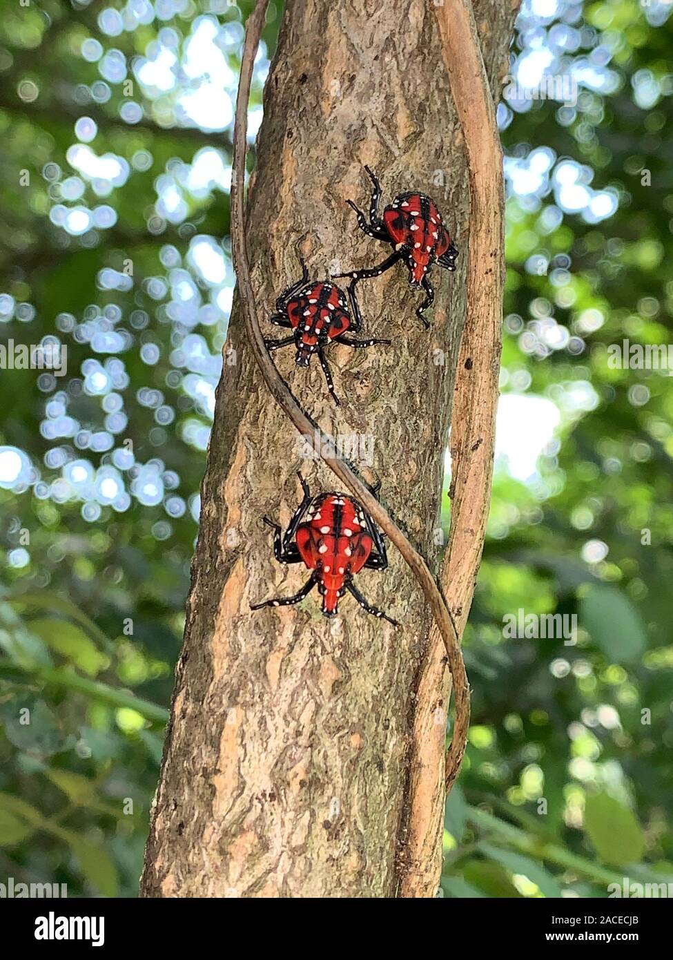 THREE SPOTTED LANTERNFLY NYMPHS IN THE FOURTH INSTAR (LYCORMA DELICATULA) CLIMBING ON TREE, LANCASTER, PENNSYLVANIA Stock Photo