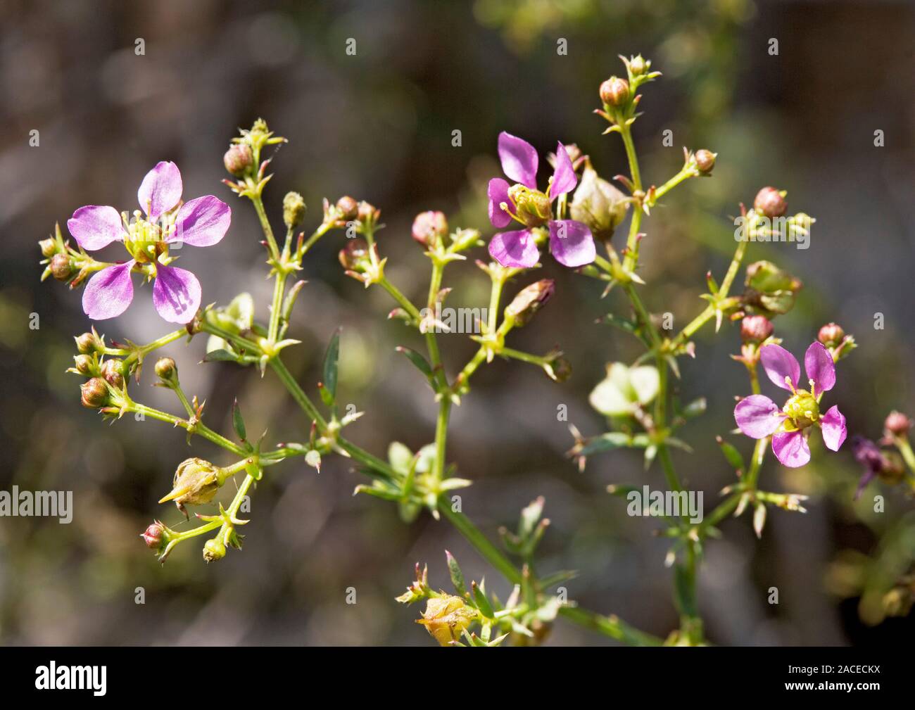 Fagonia flowers (Fagonia laevis). Photographed in the USA Stock Photo