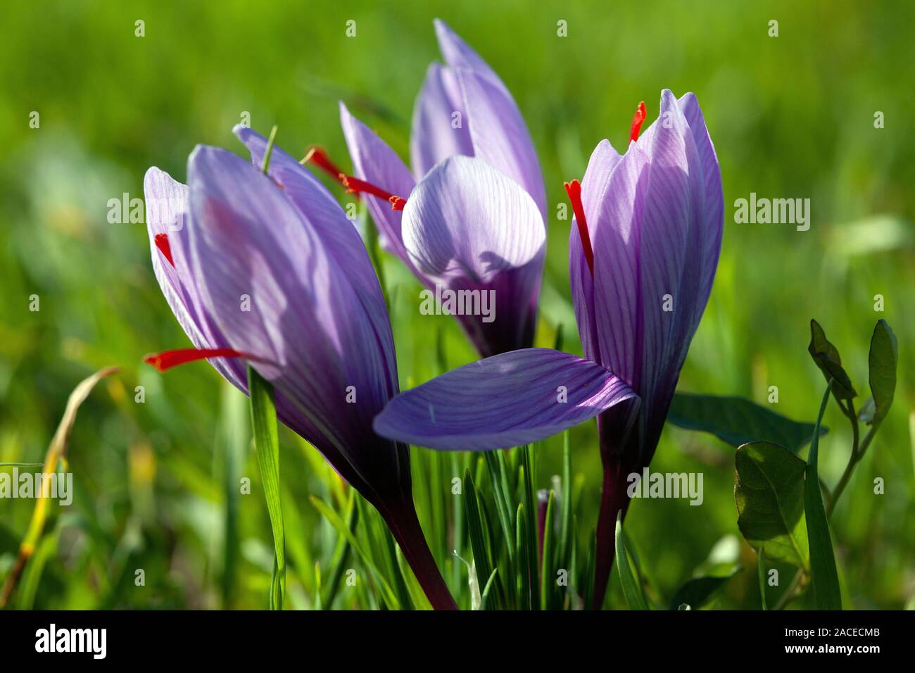 Saffron flowers and pistils Stock Photo Alamy
