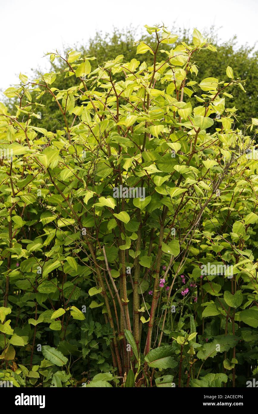 Japanese knotweed (Fallopia japonica, syn. Reynoutria japonica) foliage ...