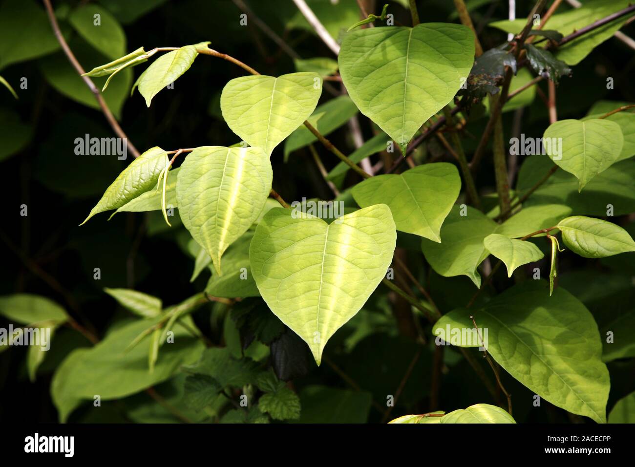Japanese knotweed (Fallopia japonica, syn. Reynoutria japonica) foliage ...