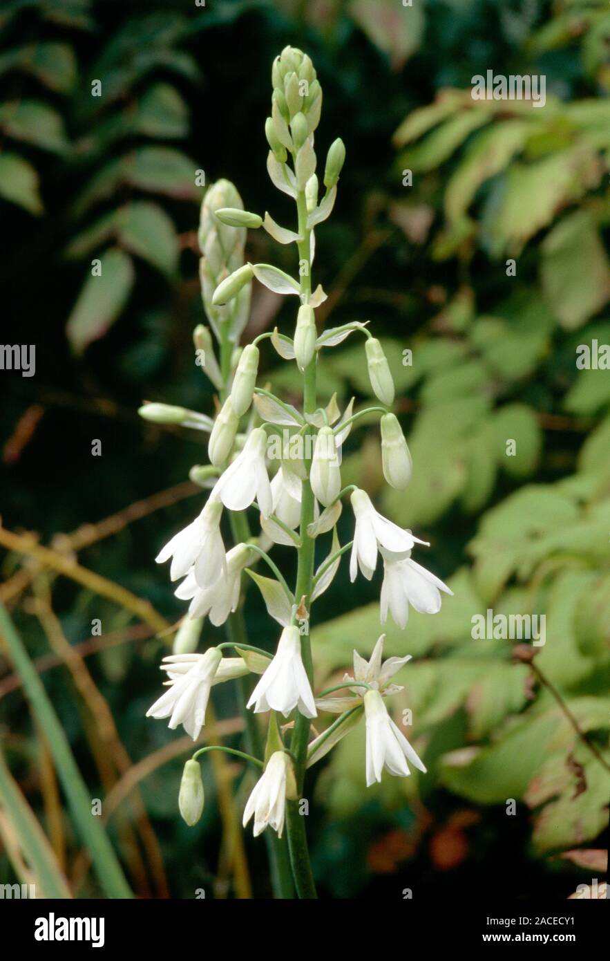Galtonia candicans. Delicate white flower Stock Photo - Alamy