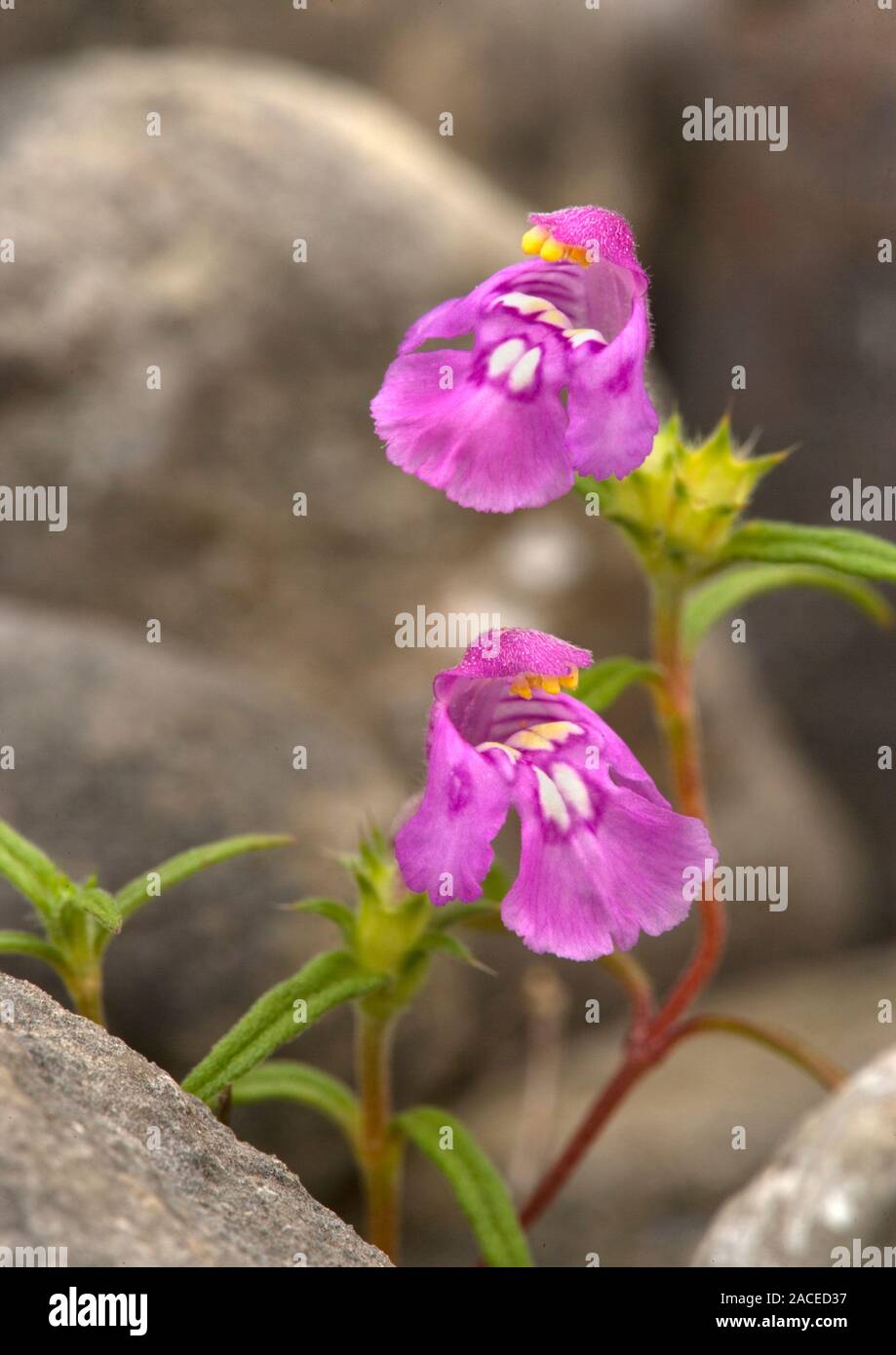 Red hemp-nettle flowers (Galeopsis angustifolia). In Great Britain this annual wildflower is classified as nationally scarce. Photographed on the Gowe Stock Photo