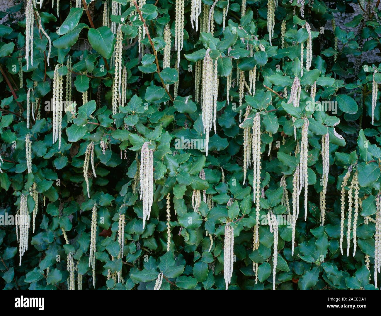 Coast tassel silk flowers (Garrya elliptica 'James Roof'). This shrub is in flower from November to February. It is native to North America. Stock Photo