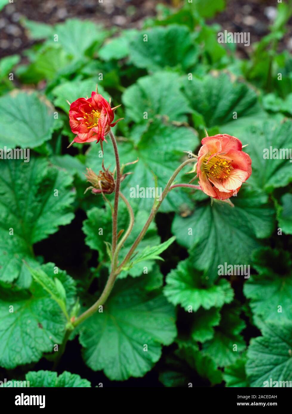Geum rivale 'Leonard's Variety' Stock Photo - Alamy