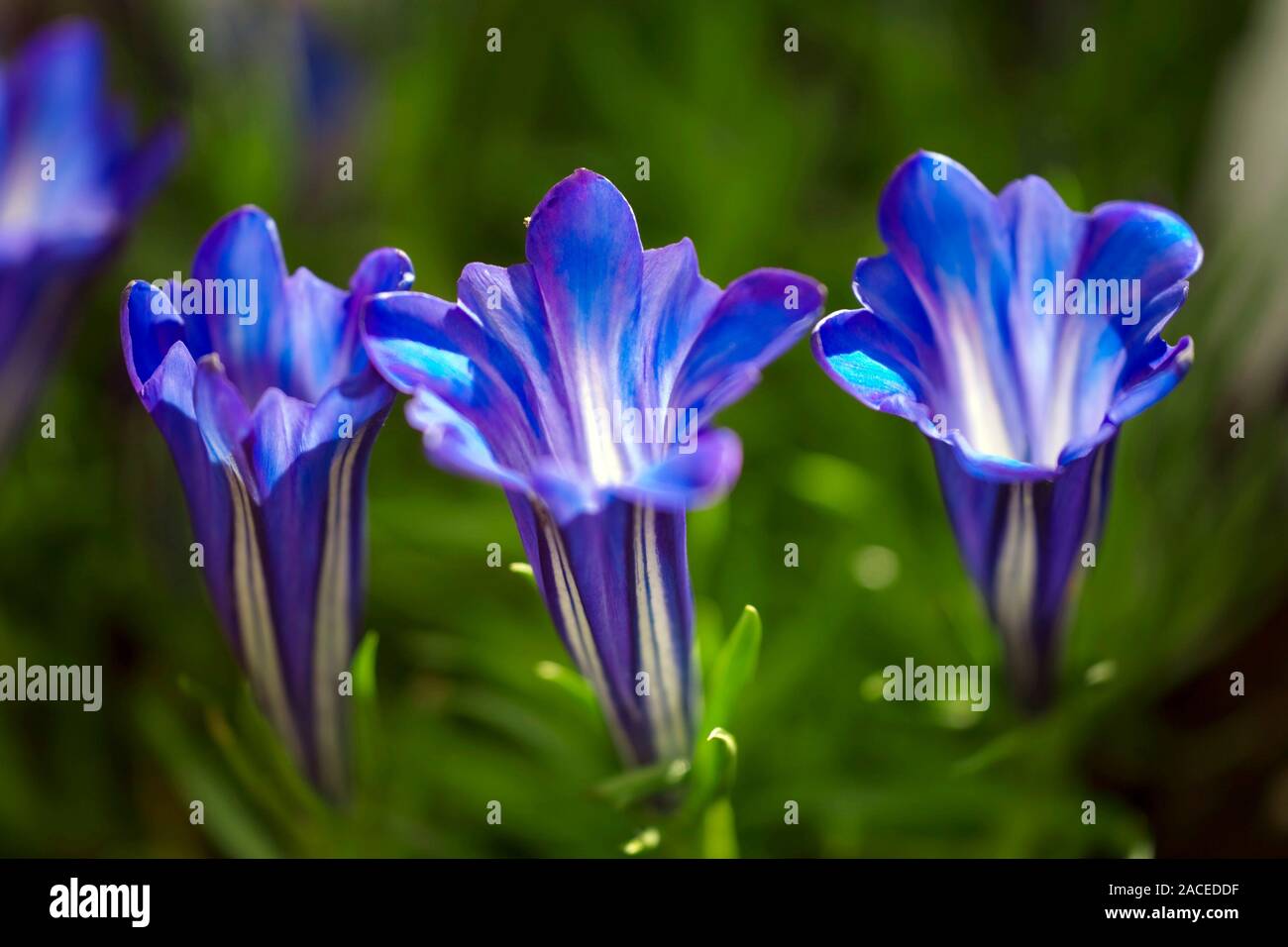 Chinese gentian flowers (Gentiana sino-ornata 'Blue Sky'). This plant is native to China and Tibet. Photographed in autumn. Stock Photo