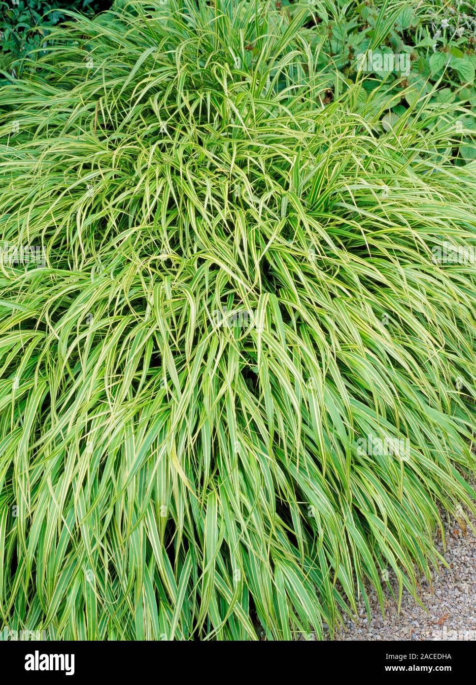hakonechloa-macra-mediovariegata-stock-photo-alamy