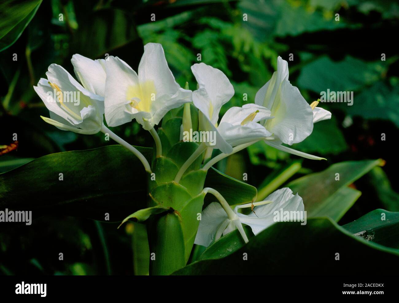Hedychium coronarium. Close up of Ginger white flowers Stock Photo Alamy