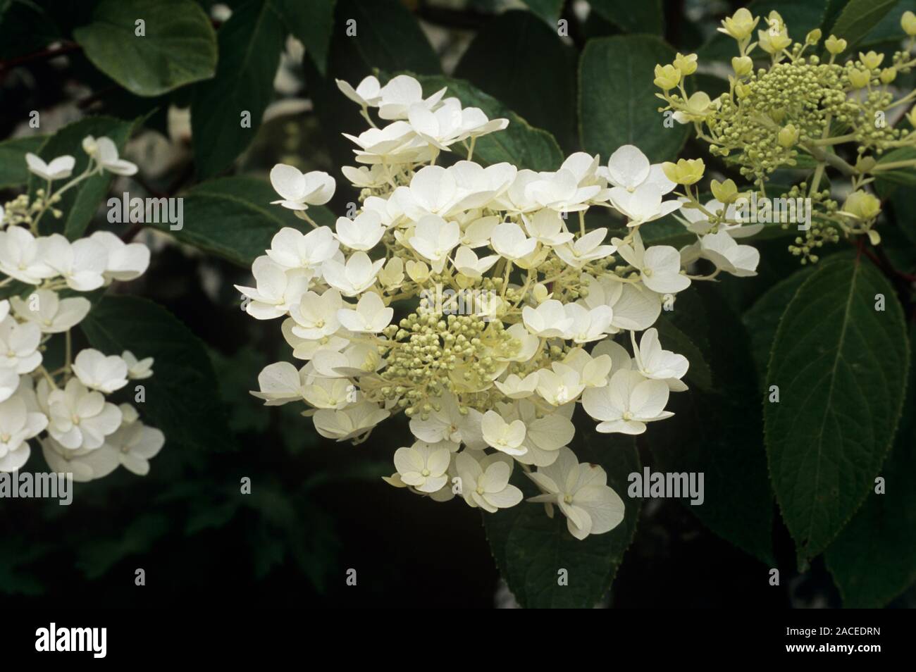 hydrangea-flowers-hydrangea-paniculata-white-moth-stock-photo-alamy