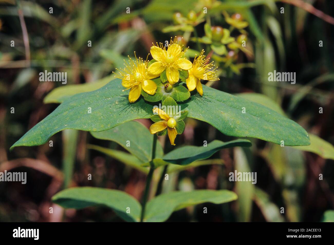 Tutsan flowers (Hypericum androsaemum Stock Photo - Alamy
