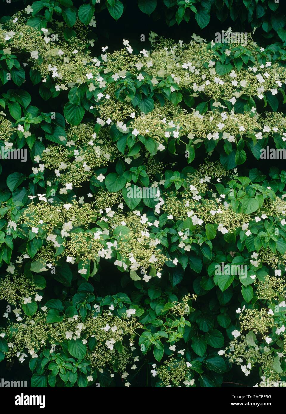 Climbing hydrangea (Hydrangea anomala ssp. petiolaris). Stock Photo