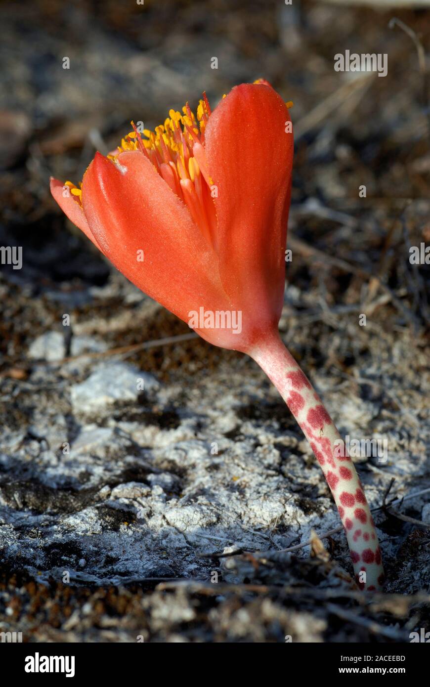 Paintbrush lily (Haemanthus coccineus) flower. Photographed at De Hoop