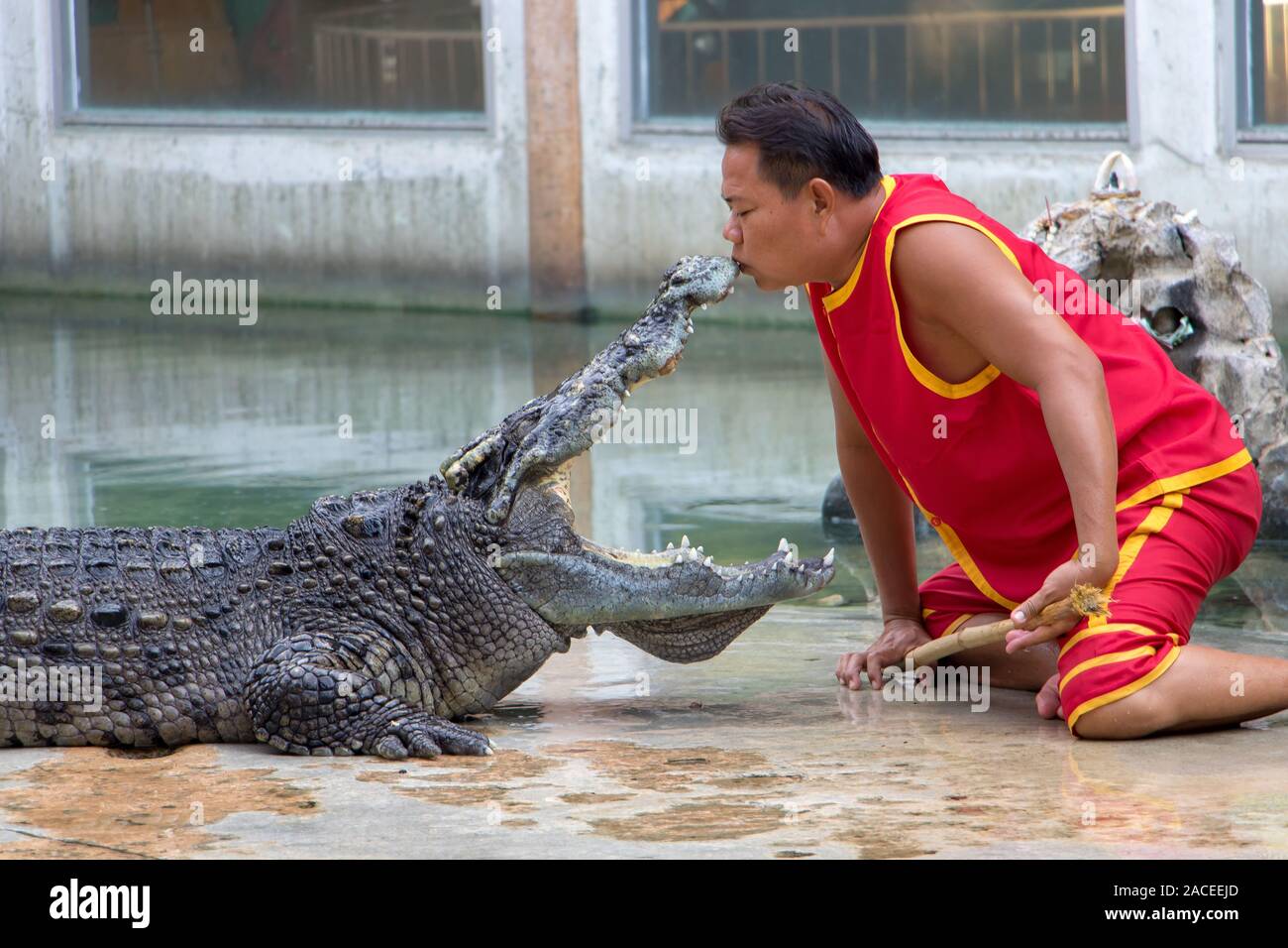 SAMUT PRAKAN, THAILAND, MAY 18 2019, Dangerous performance with wild animals. The tamer kisses the crocodile snout. Stock Photo
