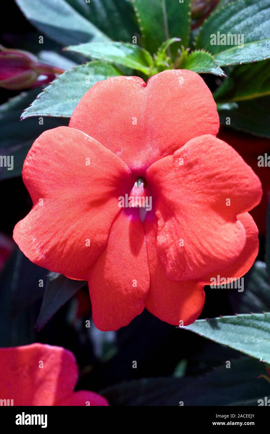 Busy lizzie flower (Impatiens 'Divine Orange' Stock Photo Alamy