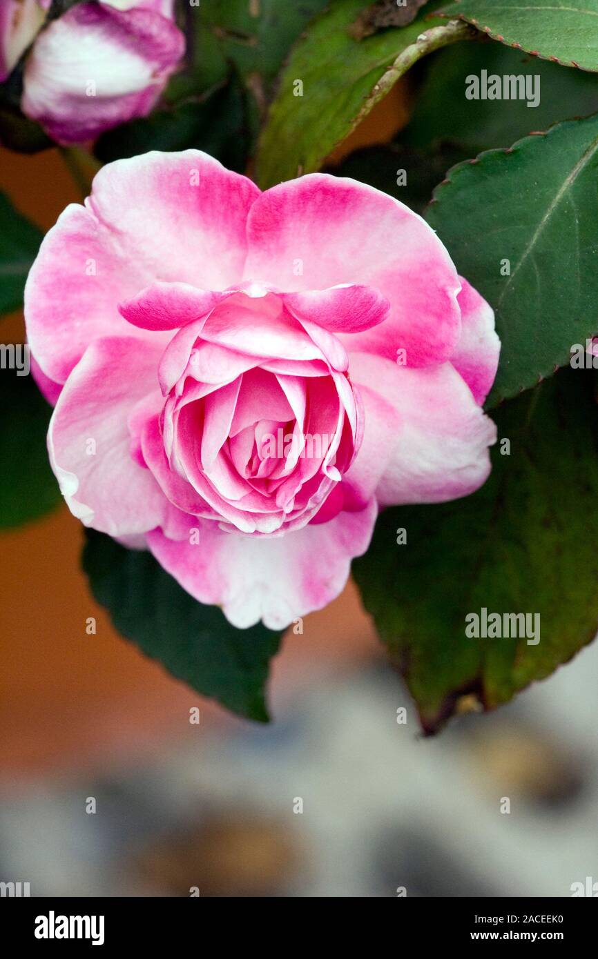 Busy lizzie flower (Impatiens 'Sparkler Hot' Stock Photo Alamy