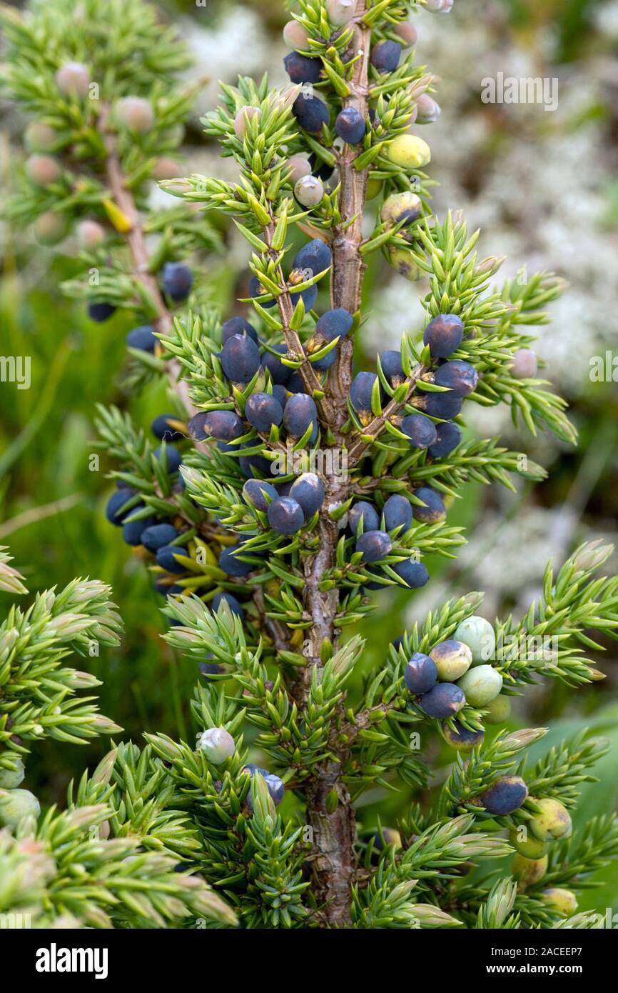 Juniper berries (cones) of the common juniper (Juniperus communis ...