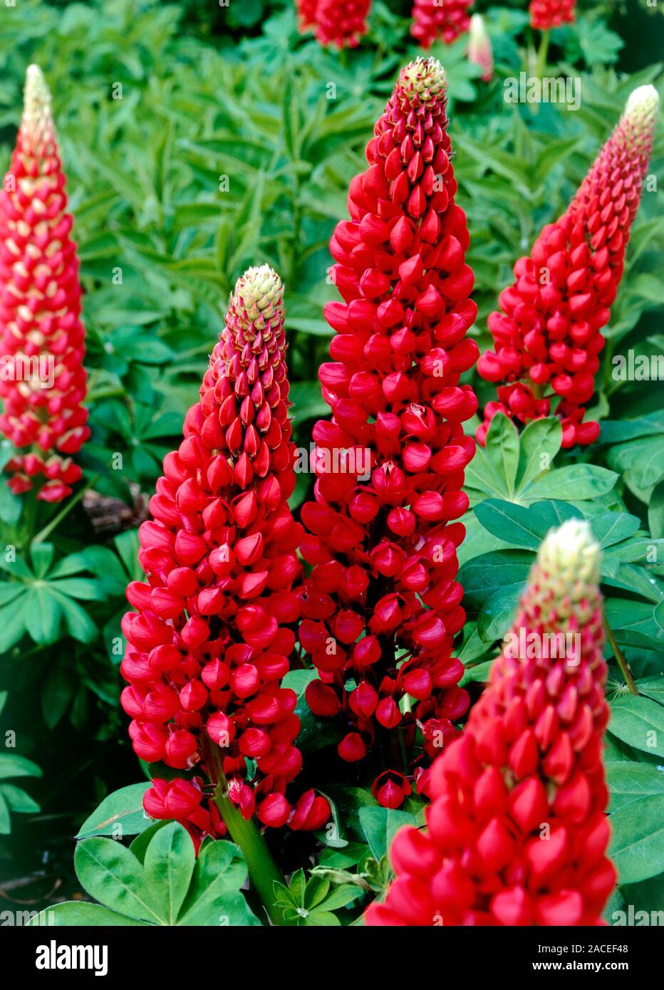 Lupinus polyphyllus RUTE FLAMME. Close up of deep scarlet Lupin flowers
