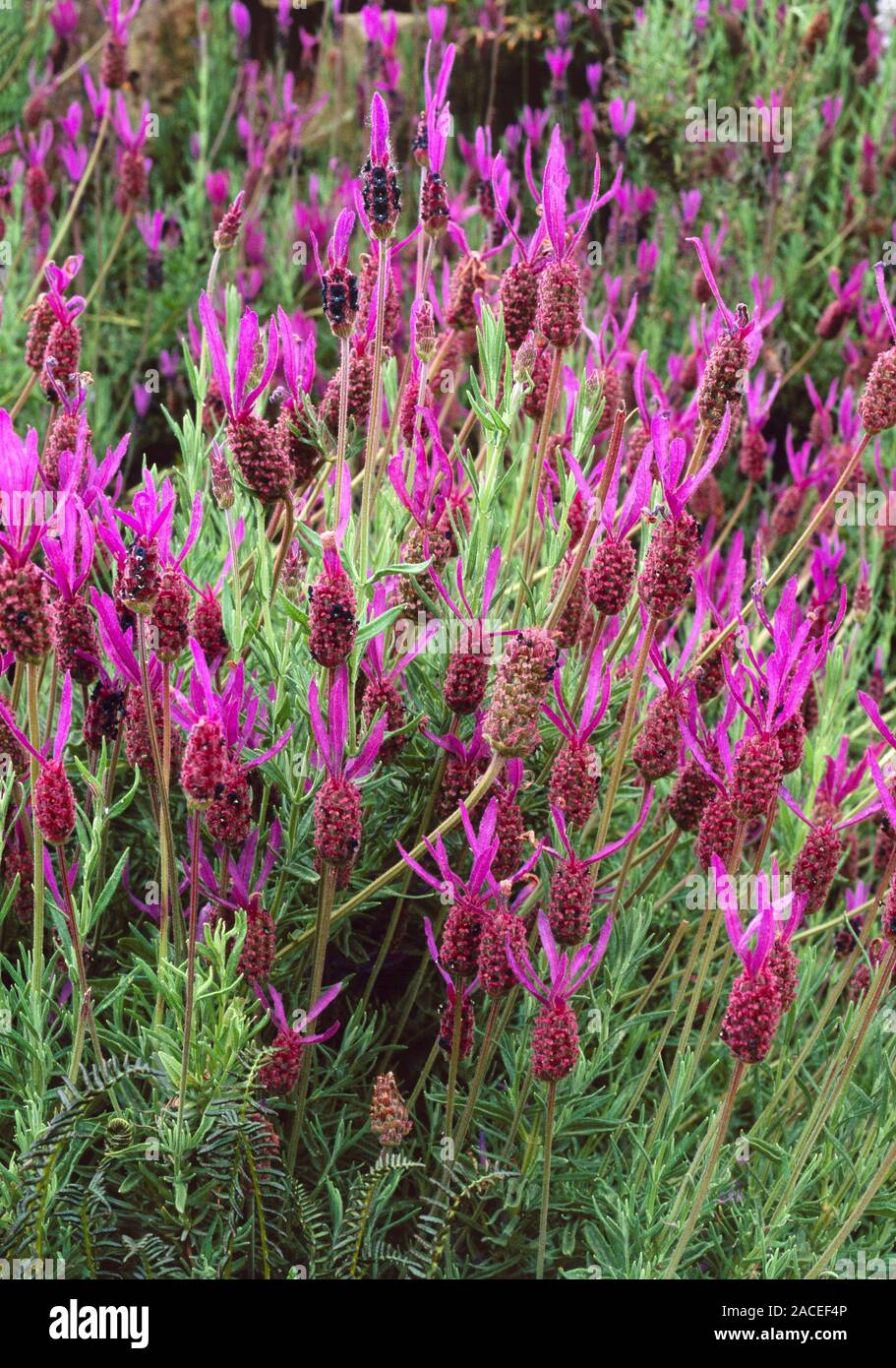 lavandula-stoechas-subsp-cariensis-french-lavender-flowers-and-foliage-2ACEF4P.jpg