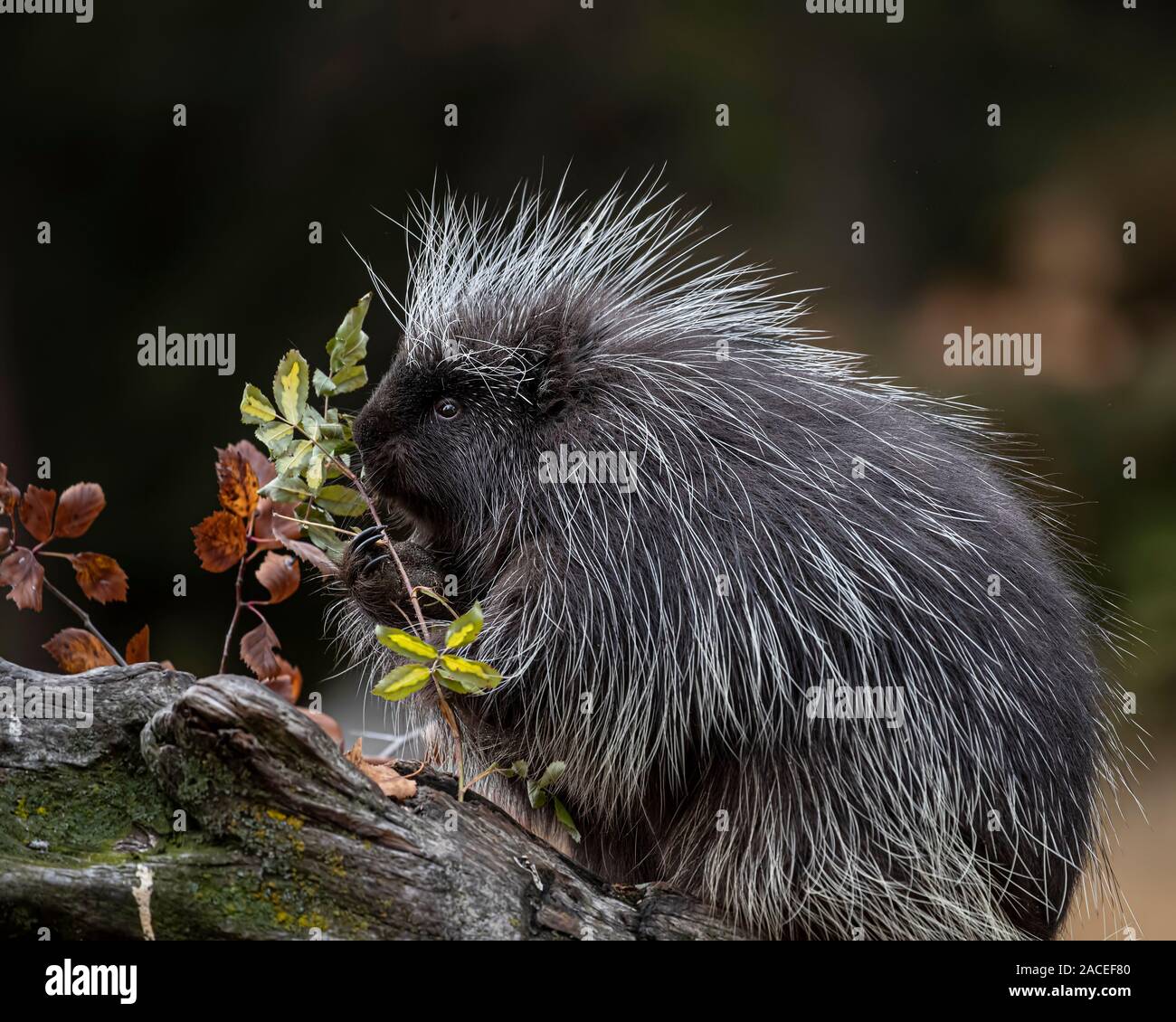Porcupine playing and posing in Autumn leaves Stock Photo