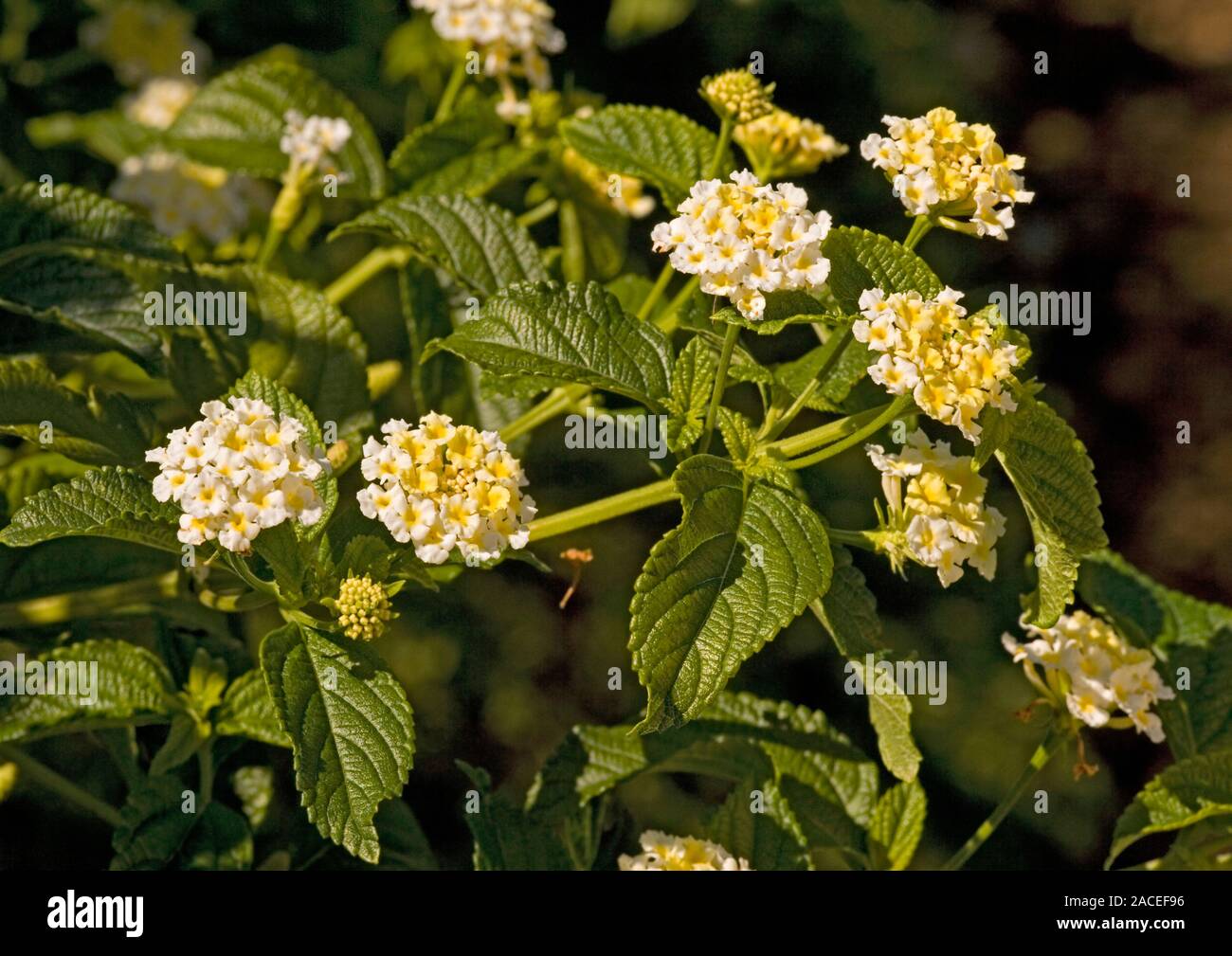 Lantana bush (Lantana camara) in flower. The flowers of this plant are