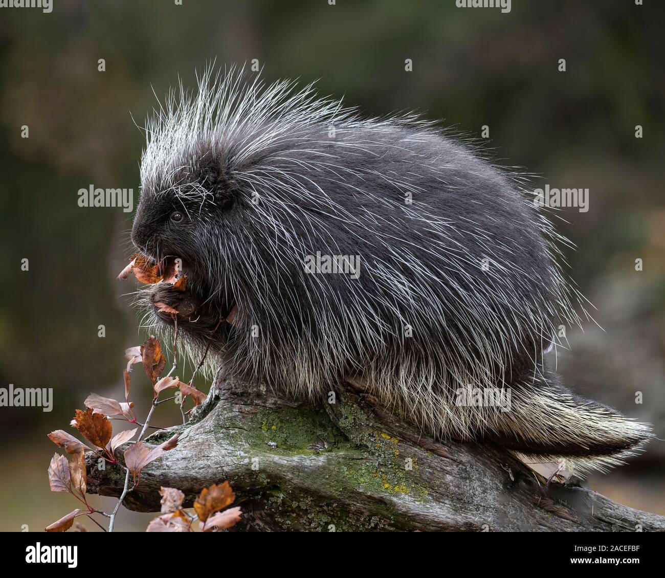 Porcupine playing and posing in Autumn leaves Stock Photo