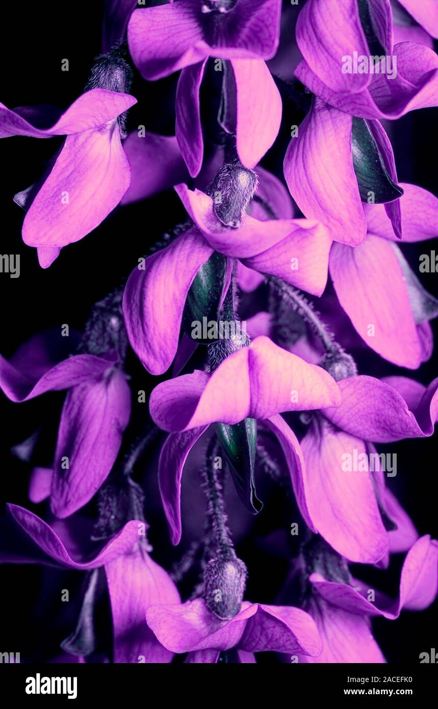 Laburnum flowers in UV light. Coloured photograph of Laburnum (Laburnum
