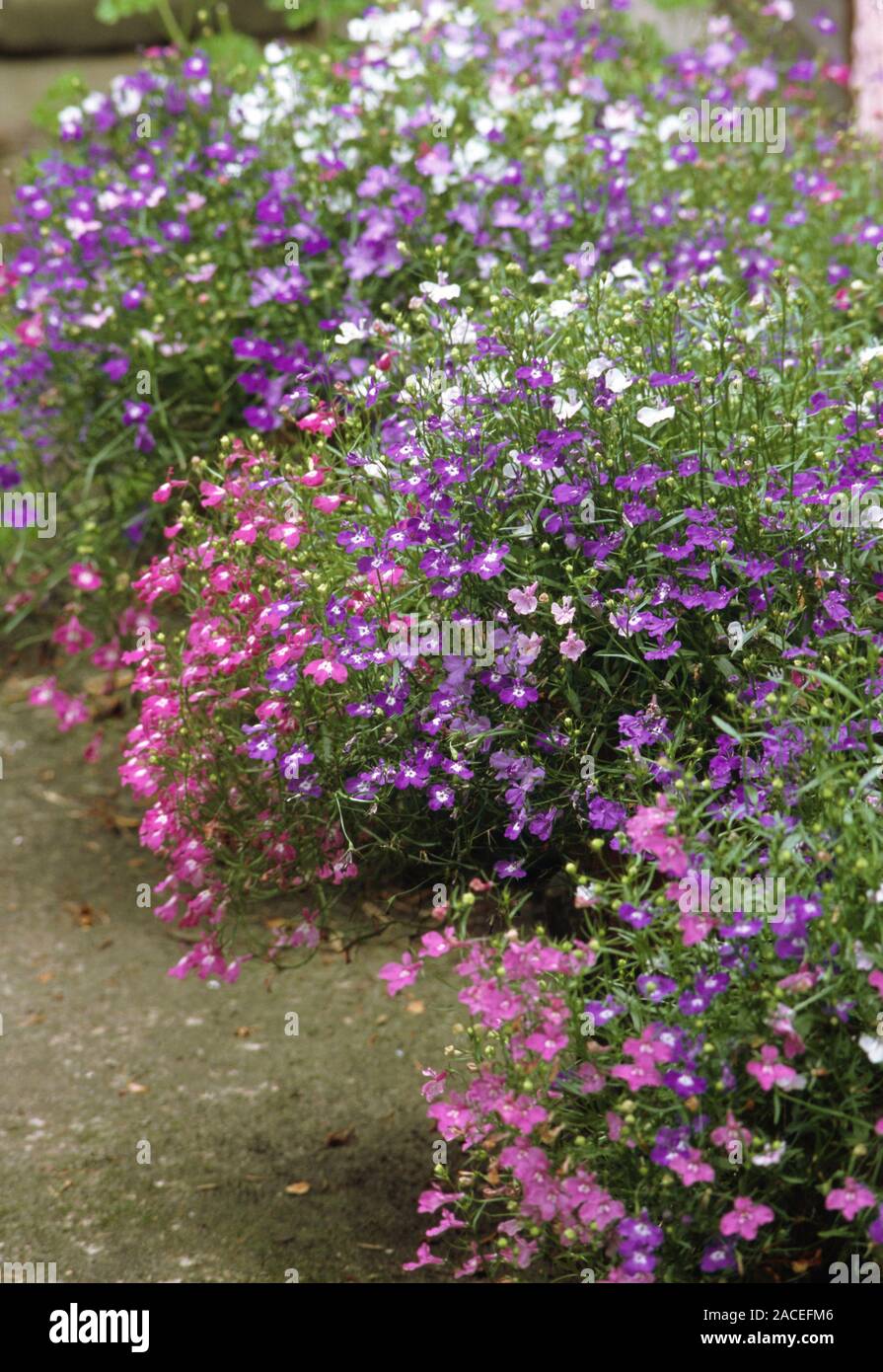 Edging lobelia flowers (Lobelia erinus 'Cascade Mixed' in a garden