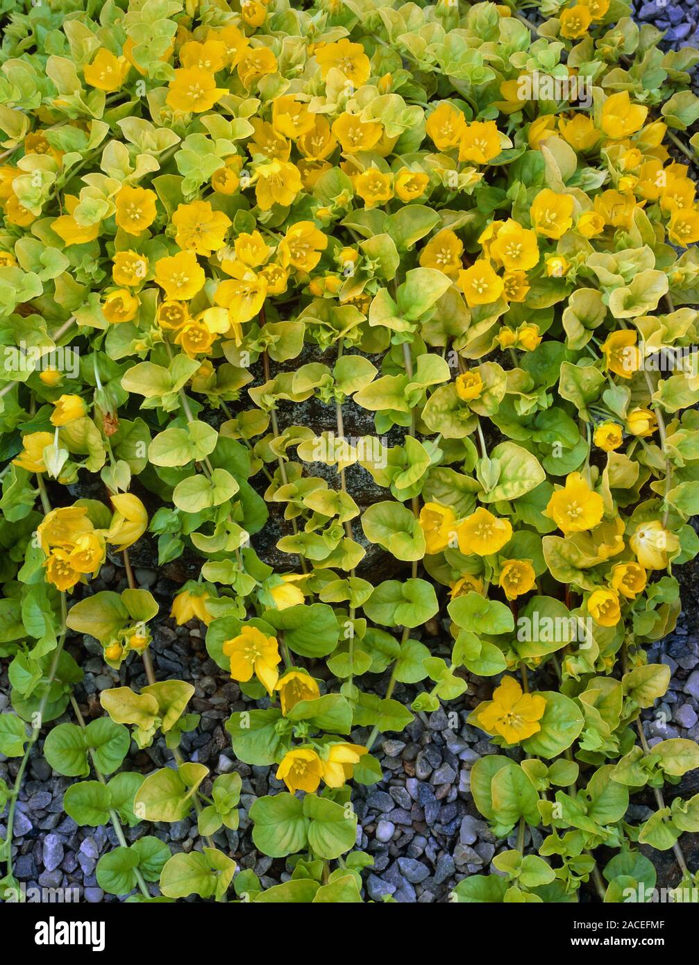 Lysimachia 'Aurea' Golden Creeping Jenny - 18 Pots (3.25" Square)