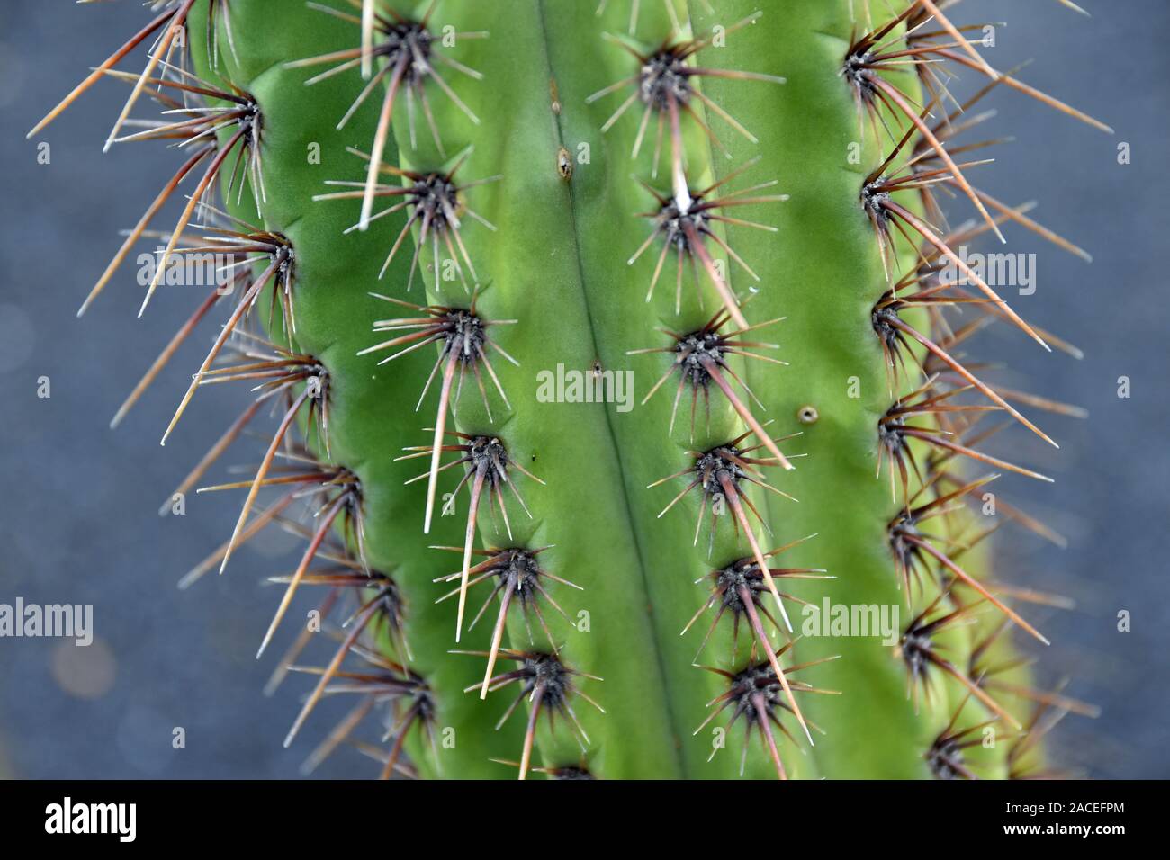 Close up of Weberbauerocereus cactus showing detail of needles Stock Photo